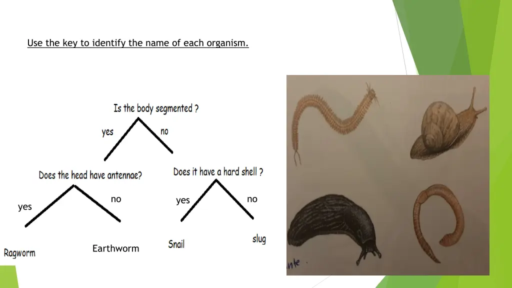 use the key to identify the name of each organism