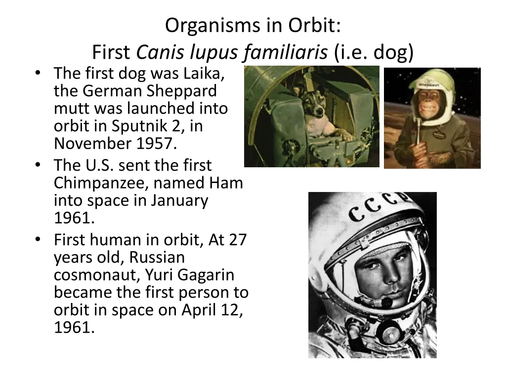 organisms in orbit first canis lupus familiaris