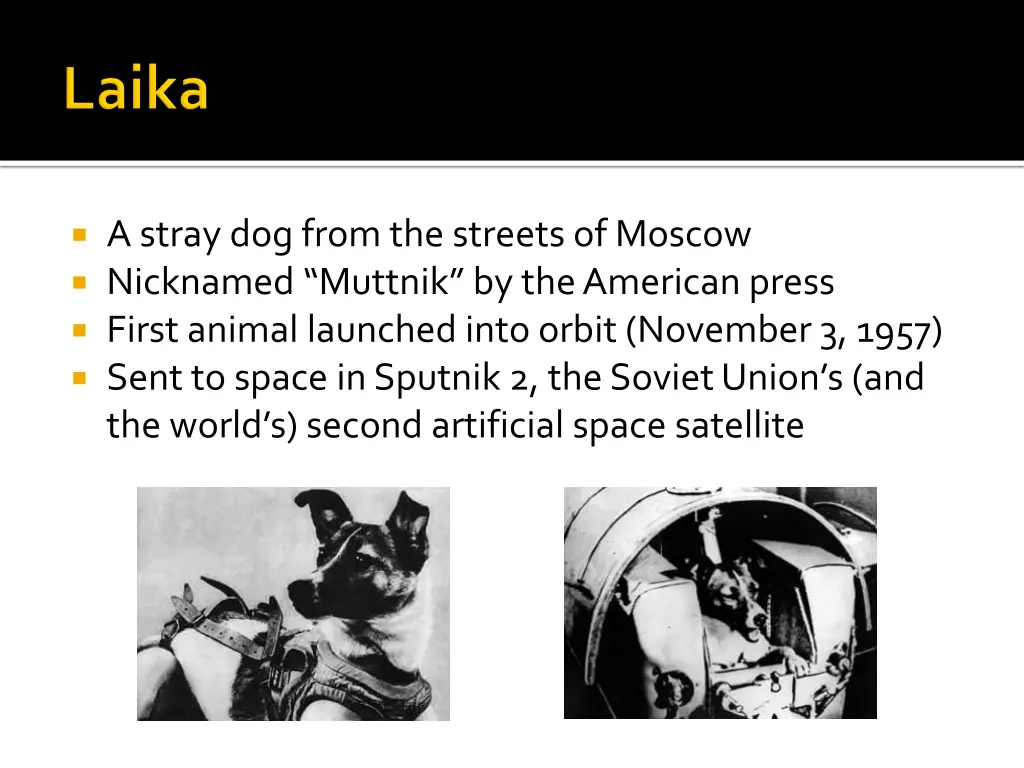 a stray dog from the streets of moscow nicknamed