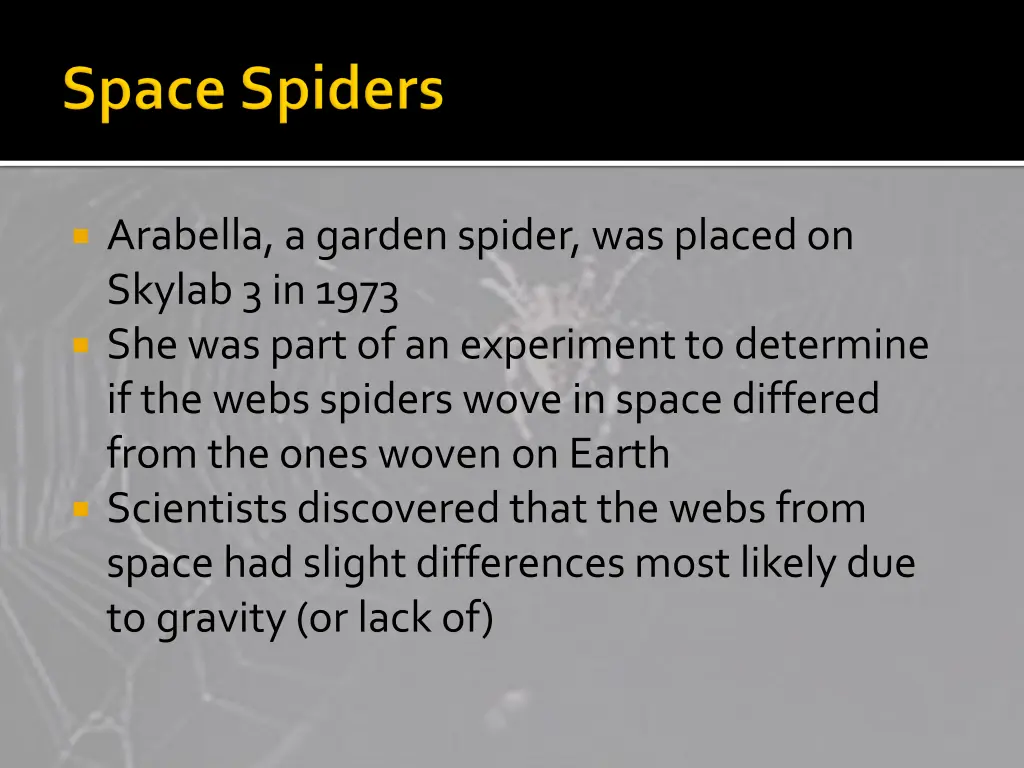 arabella a garden spider was placed on skylab