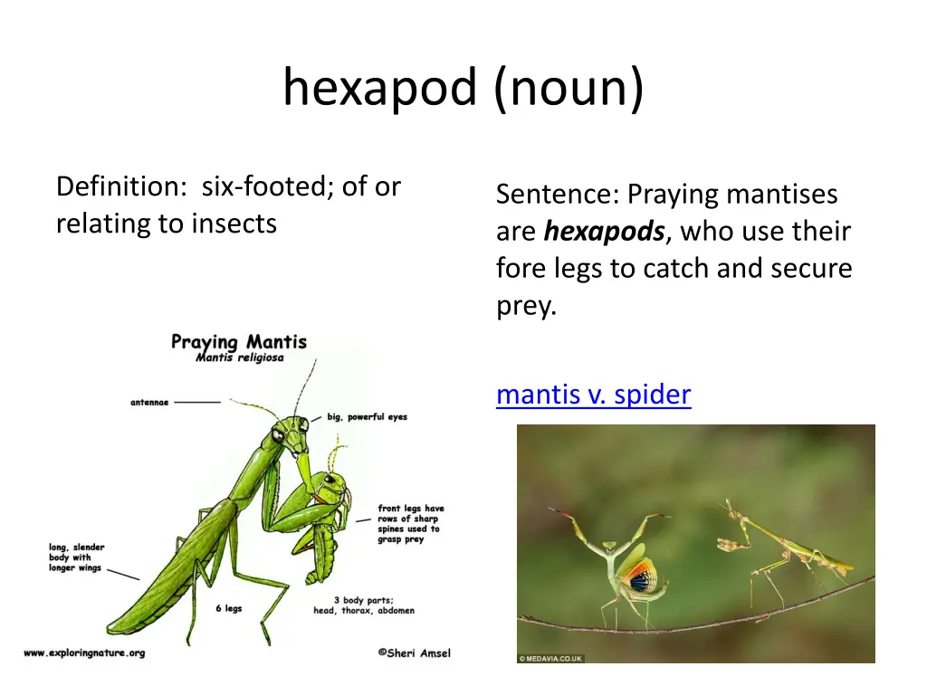 hexapod noun