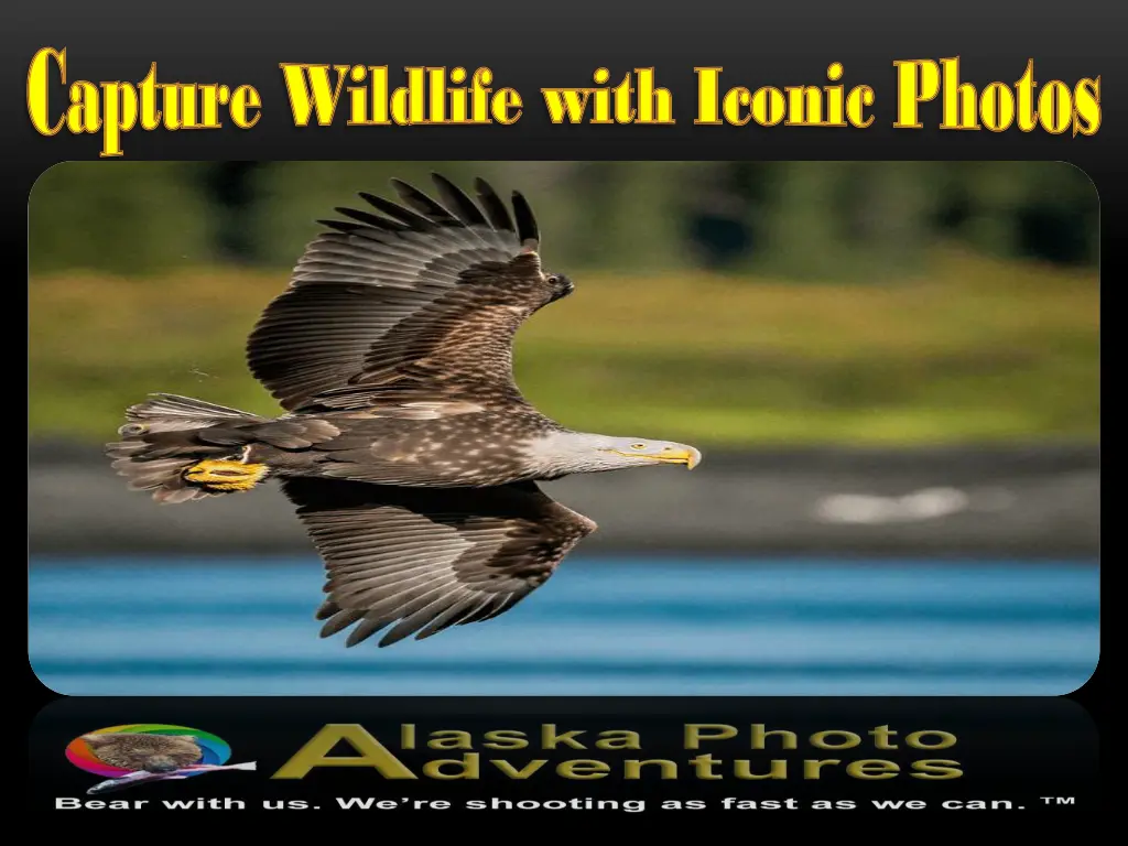 capture wildlife with iconic photos capture 1