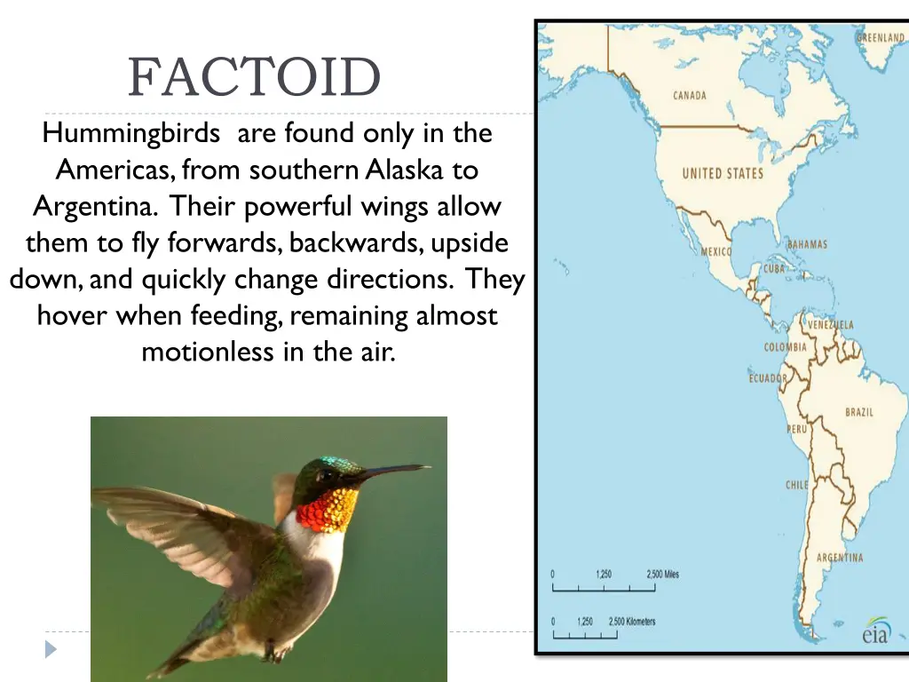 factoid hummingbirds are found only