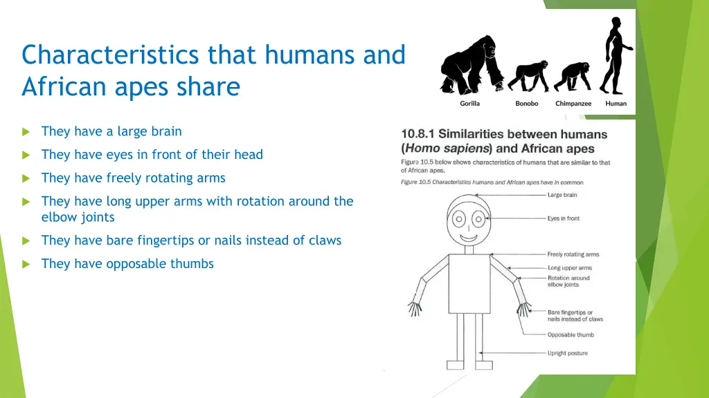 characteristics that humans and african apes share