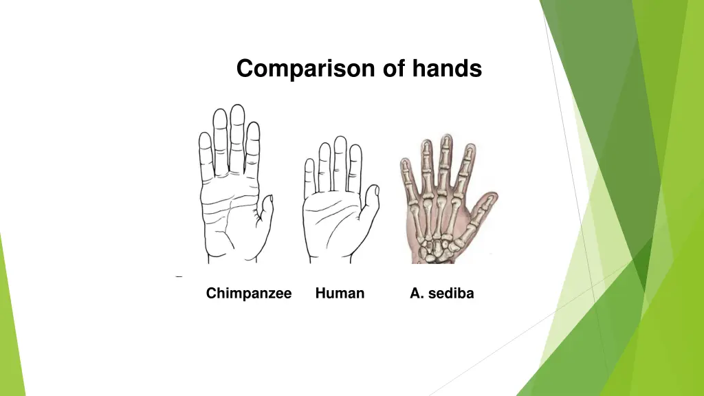 comparison of hands