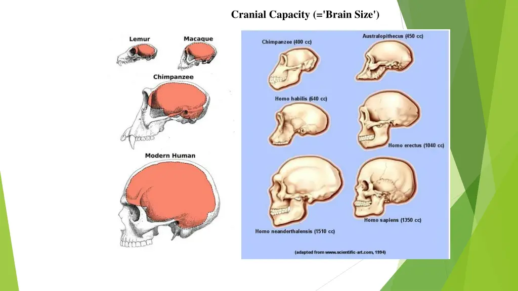 cranial capacity brain size