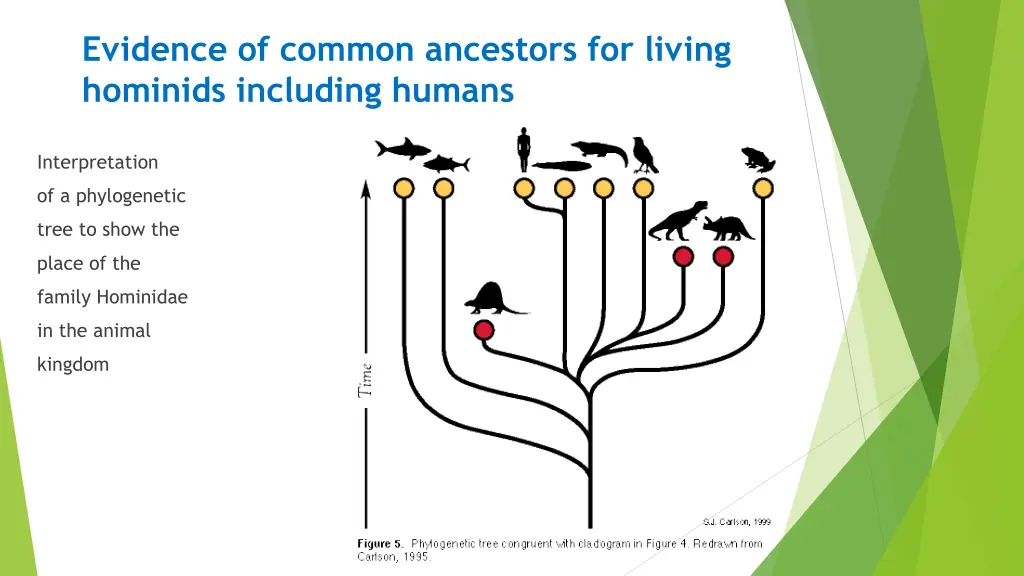 evidence of common ancestors for living hominids