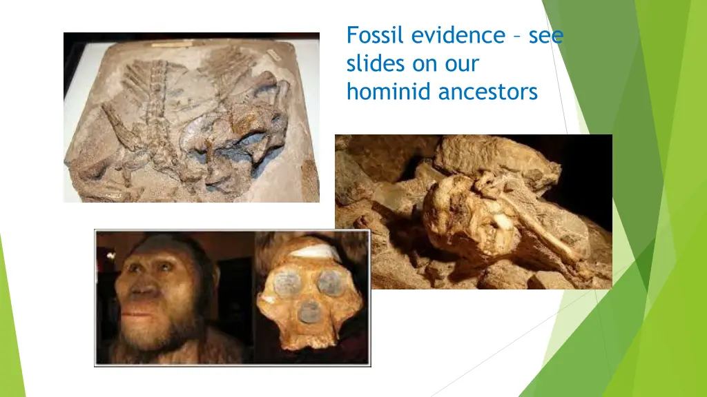 fossil evidence see slides on our hominid