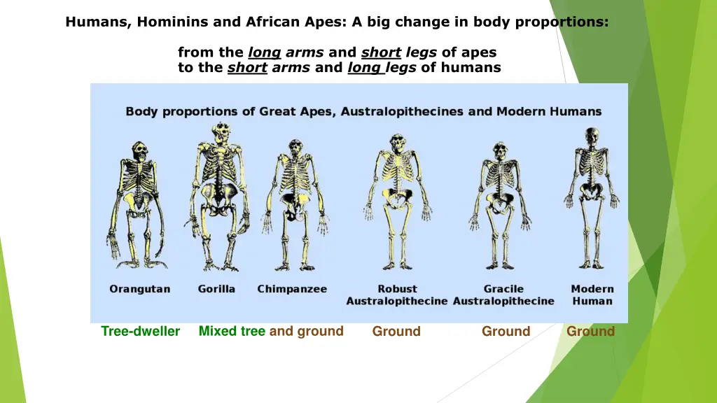 humans hominins and african apes a big change