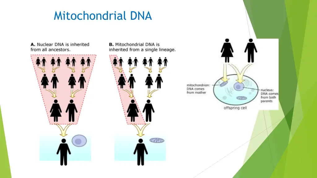 mitochondrial dna