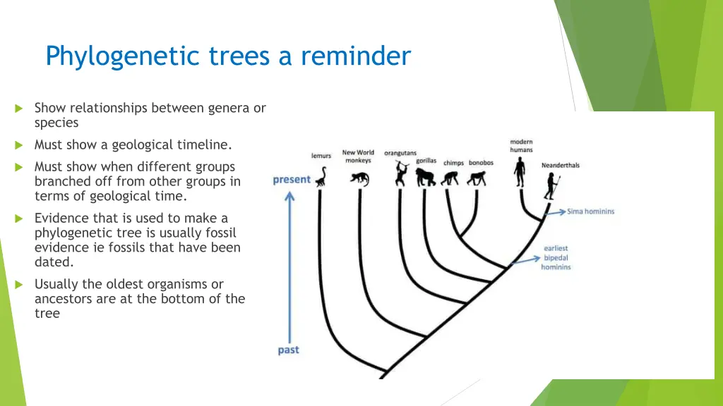 phylogenetic trees a reminder