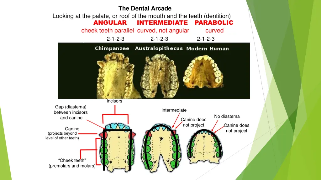 the dental arcade