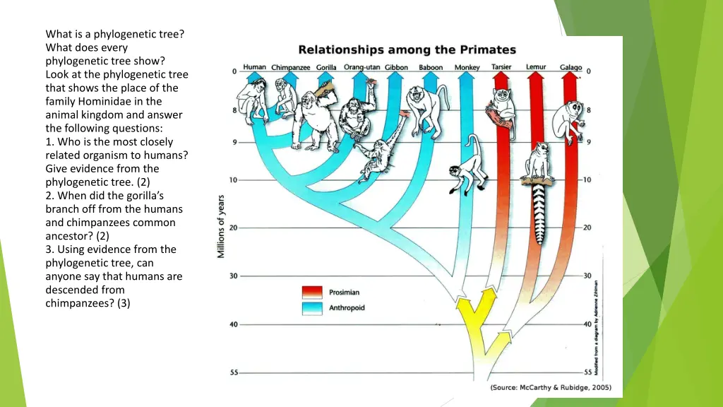 what is a phylogenetic tree what does every