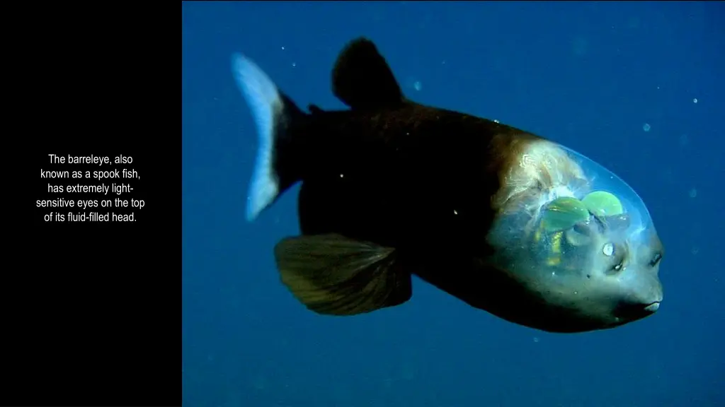 the barreleye also known as a spook fish