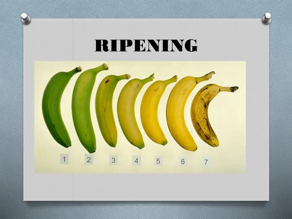 ripening