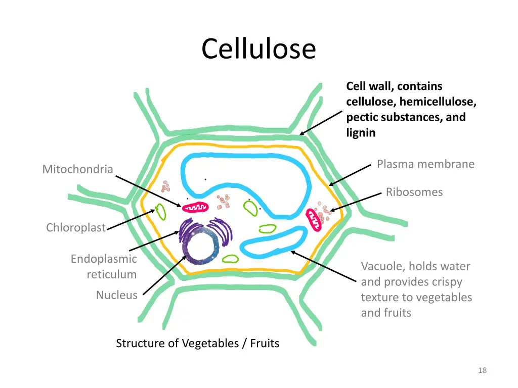 cellulose 1