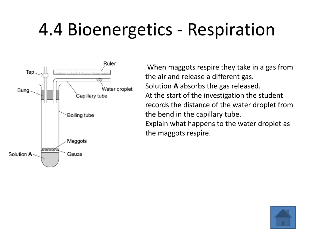 4 4 bioenergetics respiration