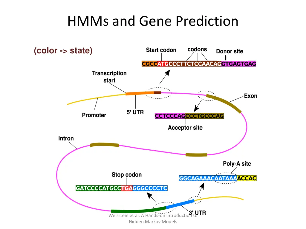 hmms and gene prediction