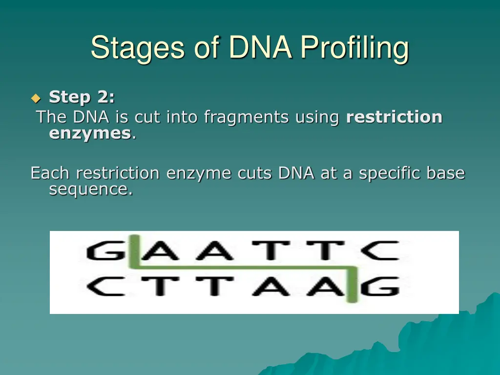 stages of dna profiling 1