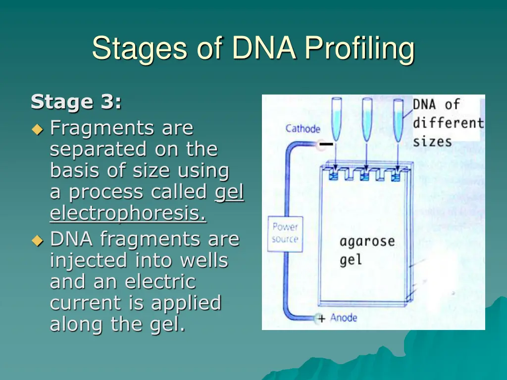 stages of dna profiling 3