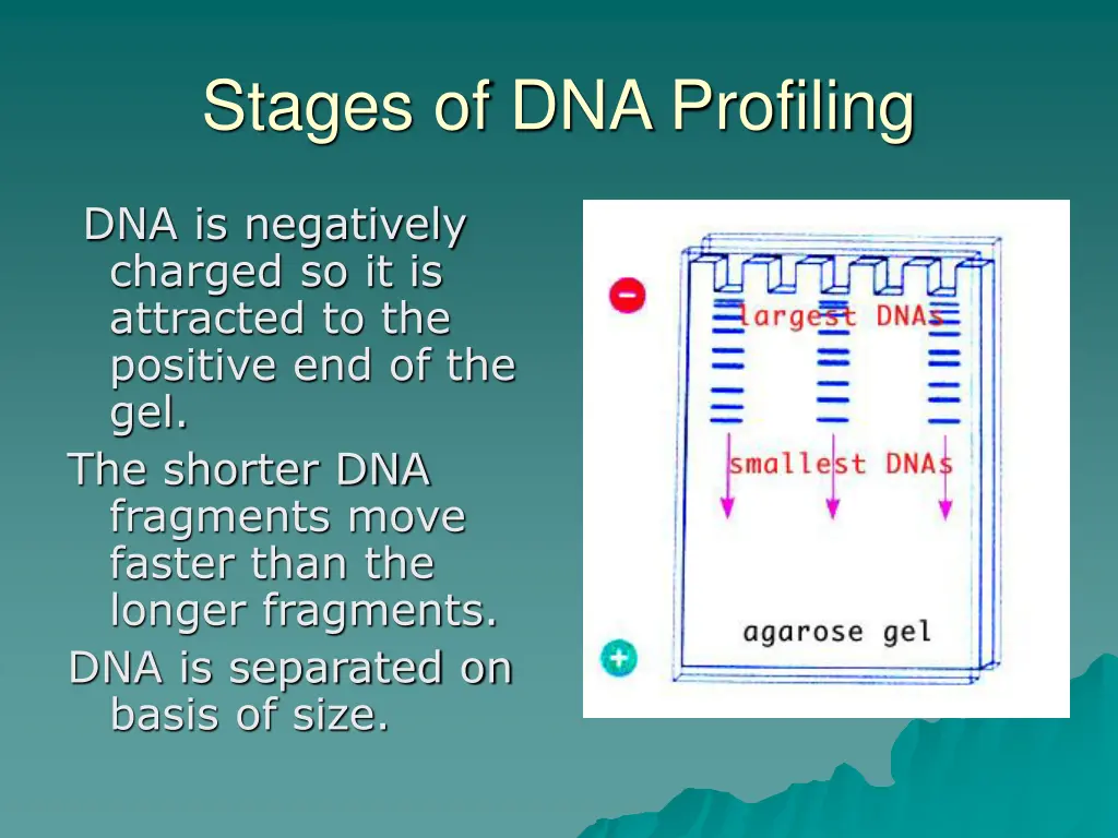 stages of dna profiling 4