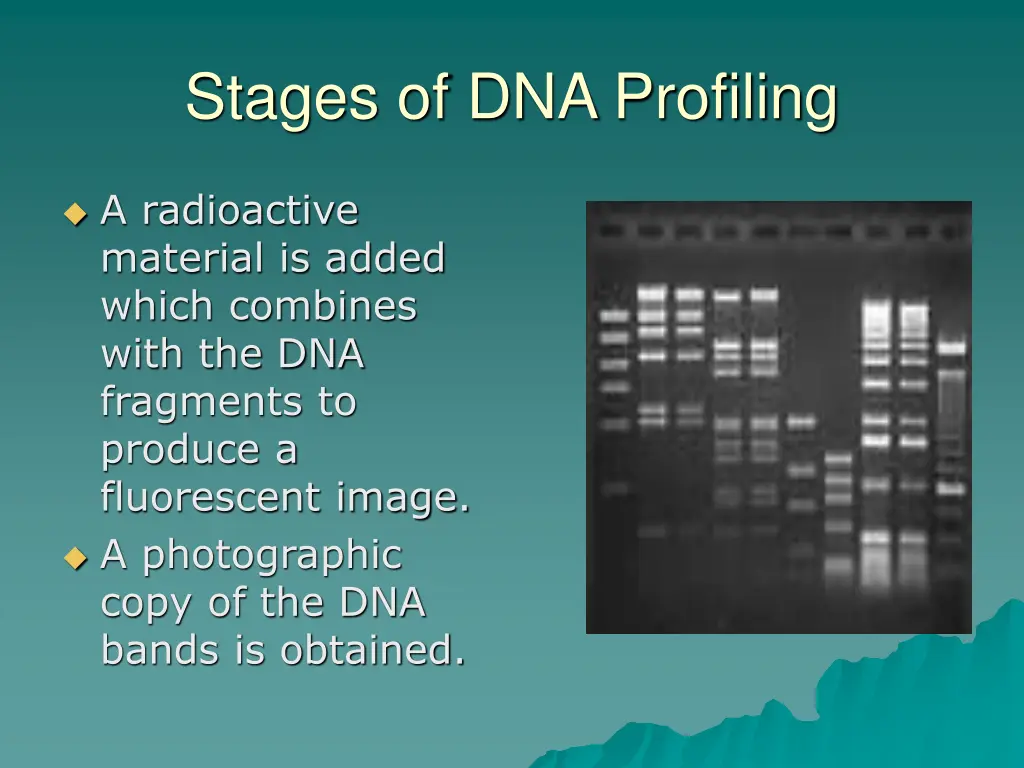 stages of dna profiling 5