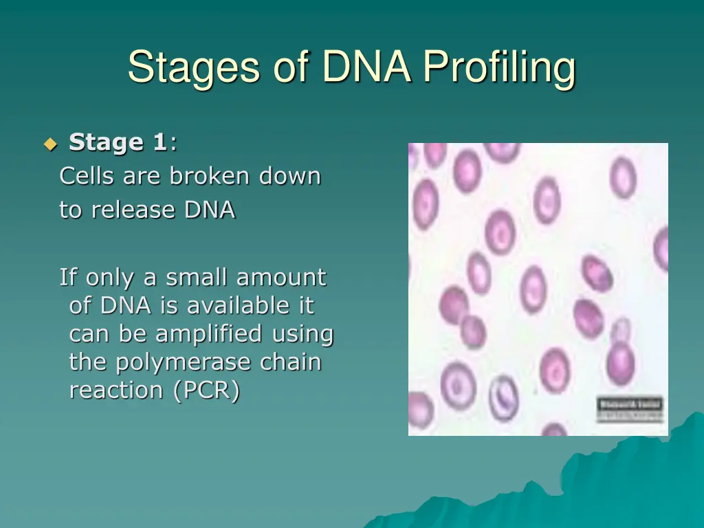 stages of dna profiling