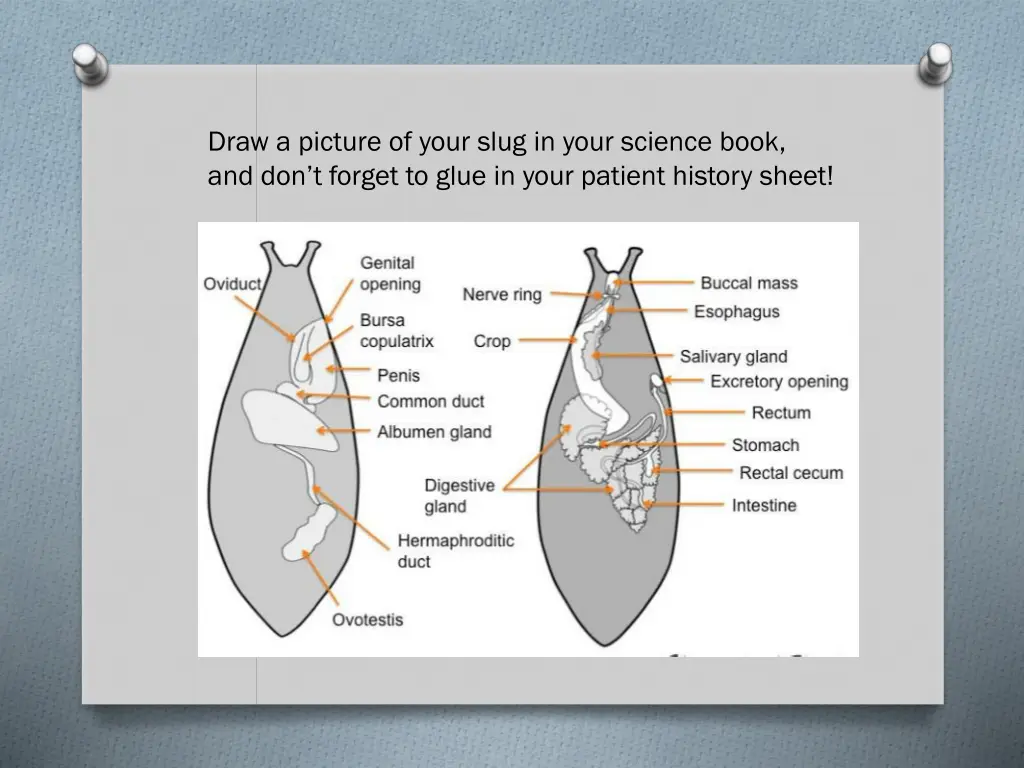 draw a picture of your slug in your science book