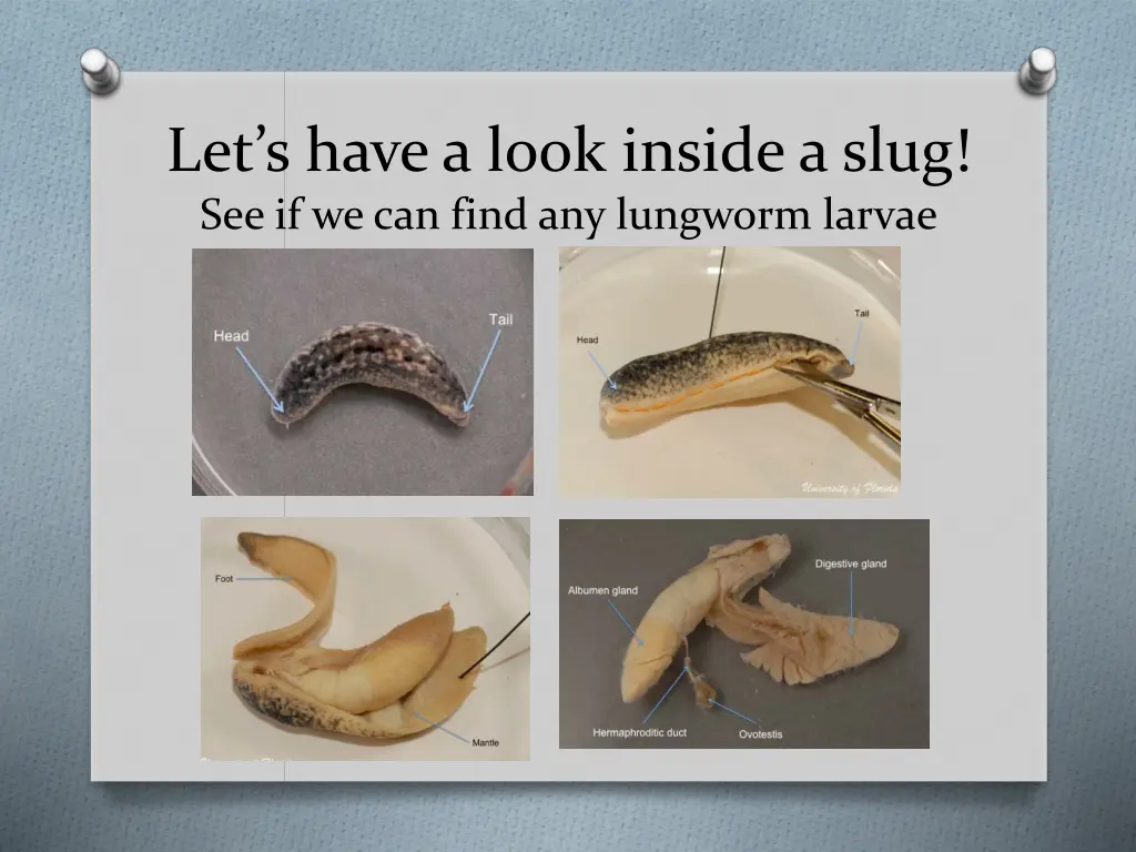 let s have a look inside a slug