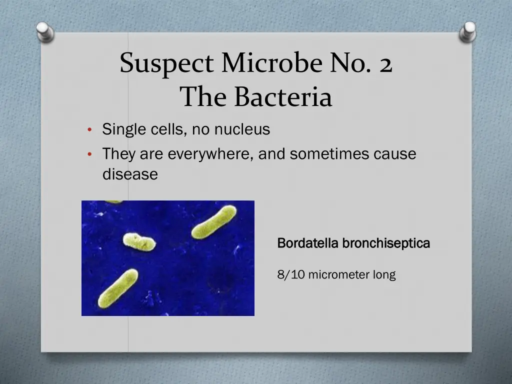 suspect microbe no 2 the bacteria single cells