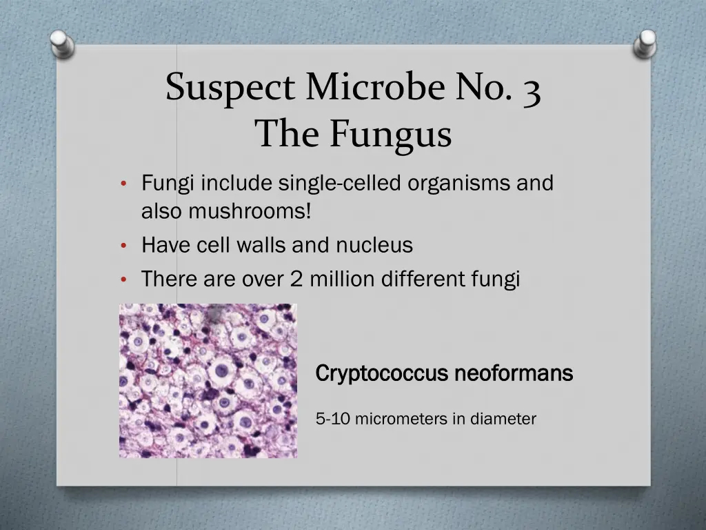 suspect microbe no 3 the fungus