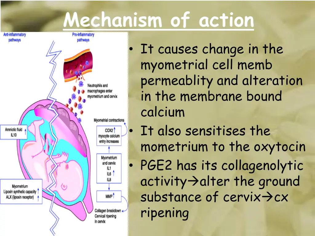 mechanism of action