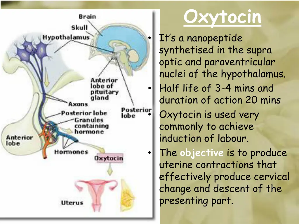 oxytocin it s a nanopeptide synthetised