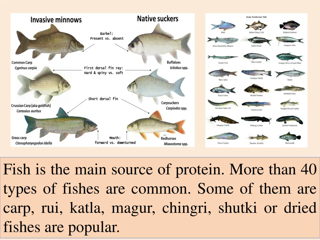 fish is the main source of protein more than