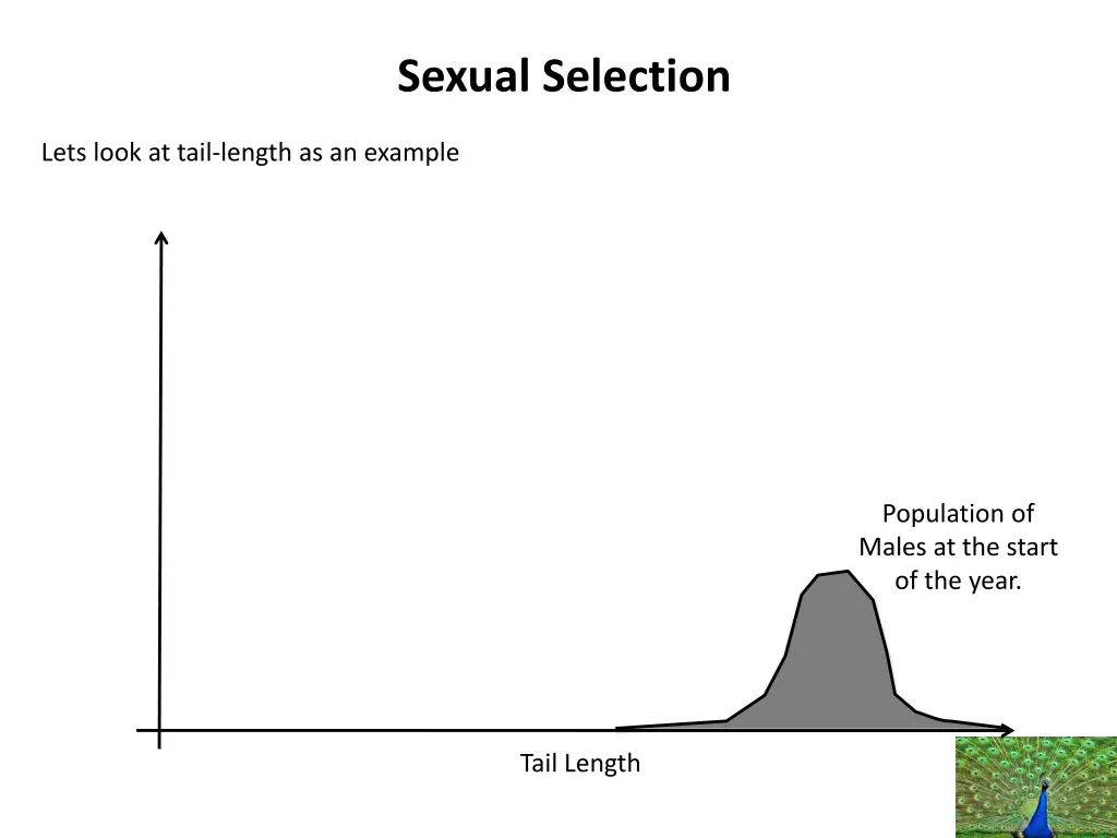 sexual selection 1