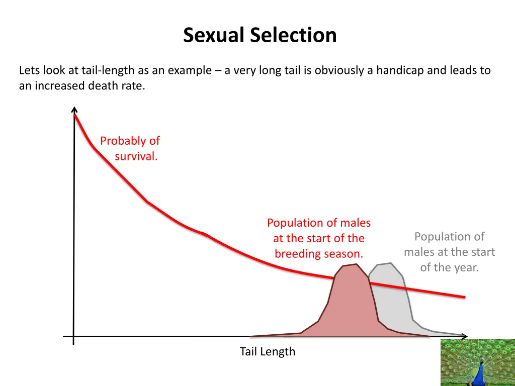 sexual selection 2