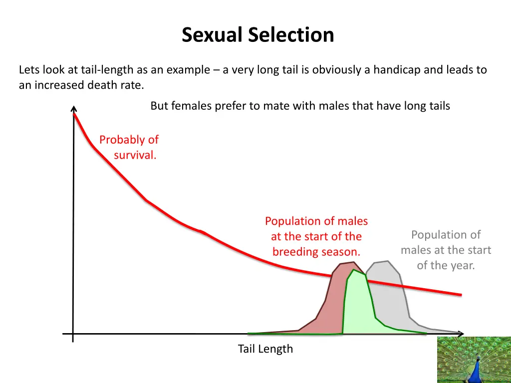 sexual selection 3