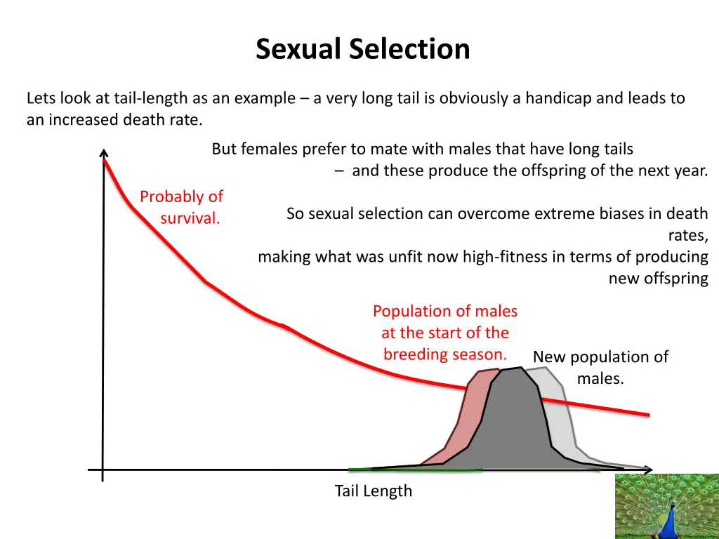 sexual selection 4