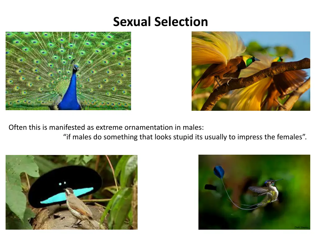 sexual selection