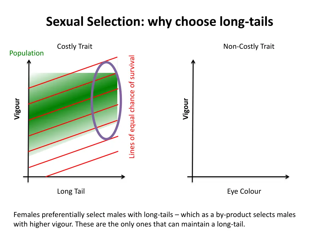 sexual selection why choose long tails 2