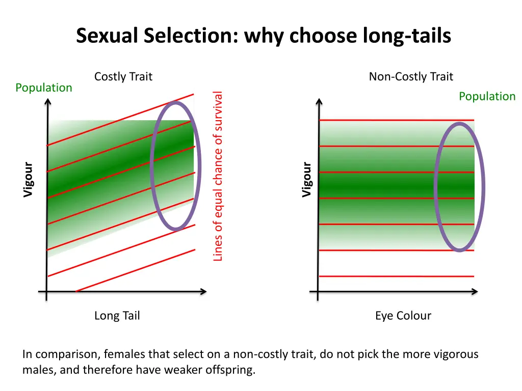 sexual selection why choose long tails 3