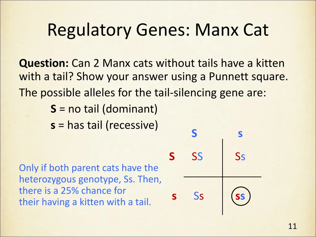 regulatory genes manx cat