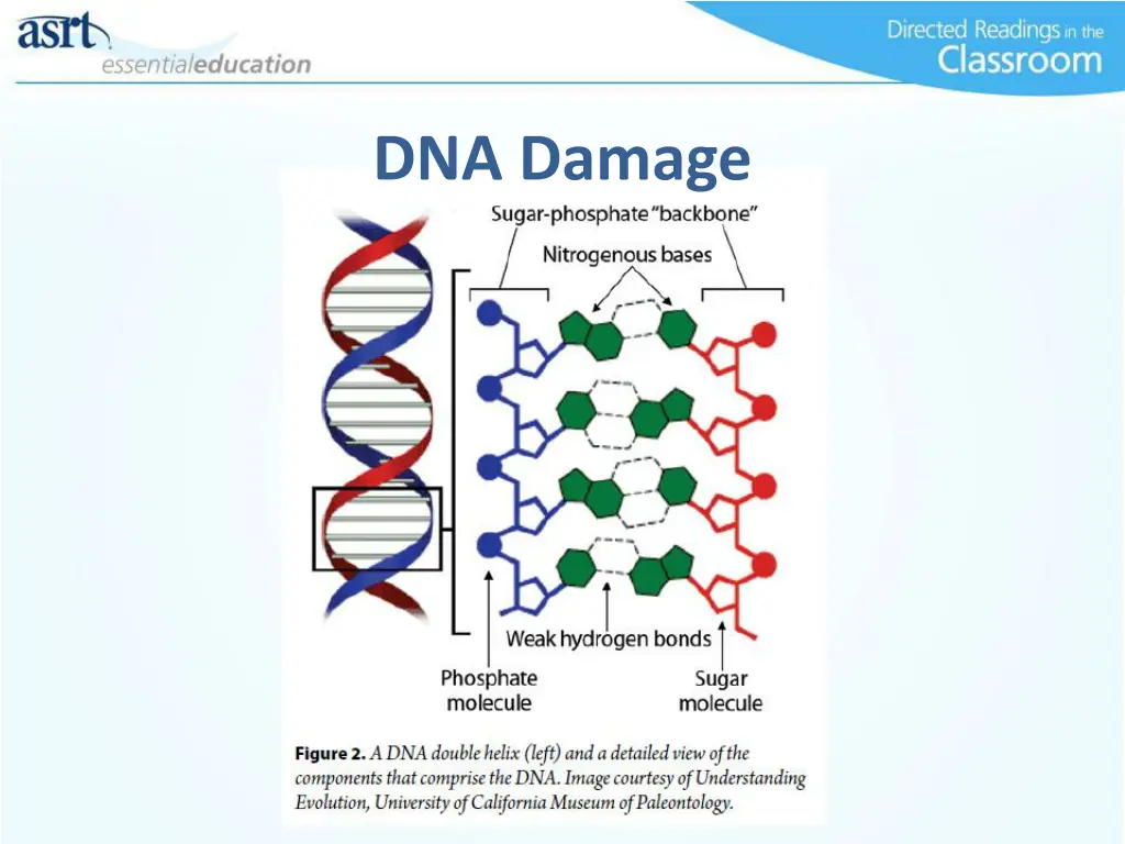 dna damage 1