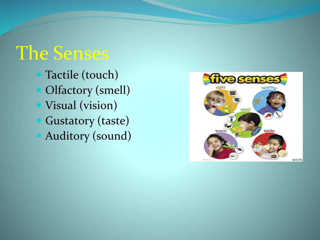 the senses tactile touch olfactory smell visual