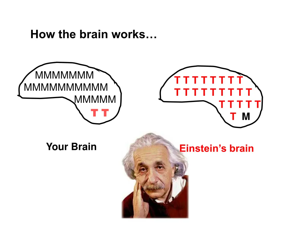 how the brain works