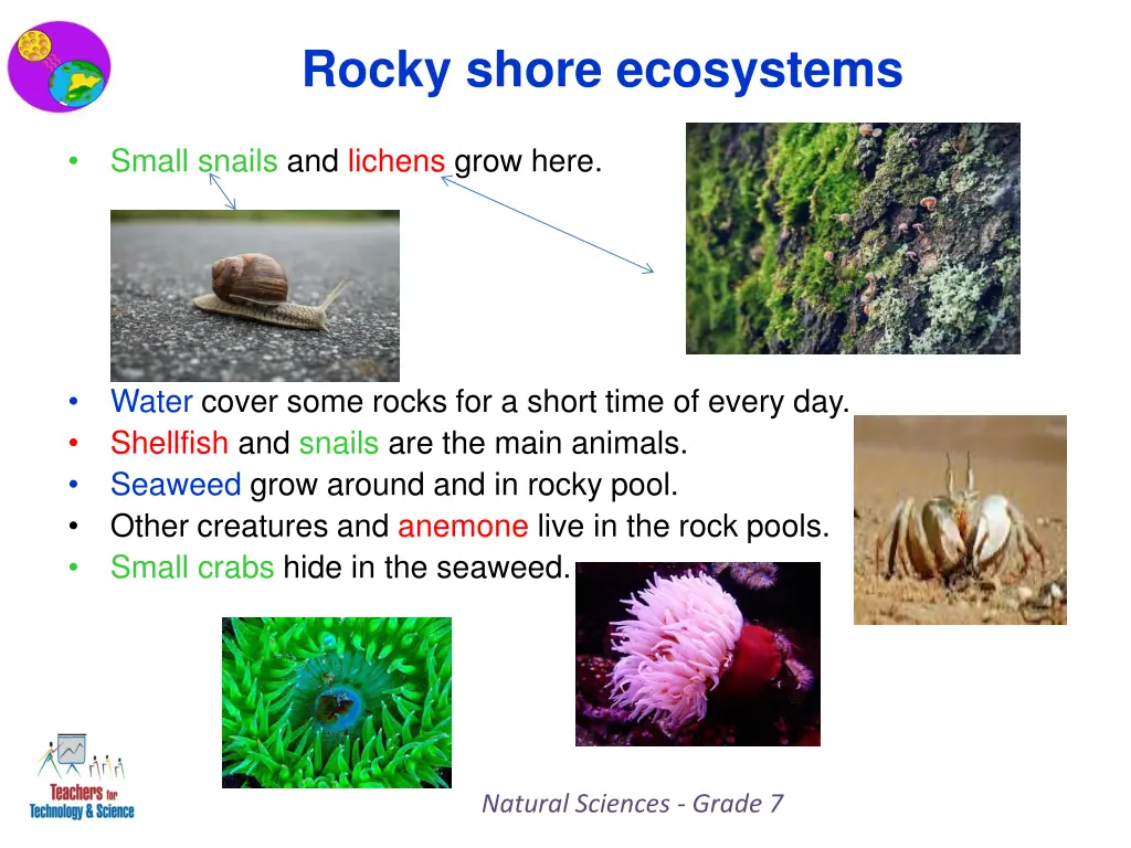 rocky shore ecosystems