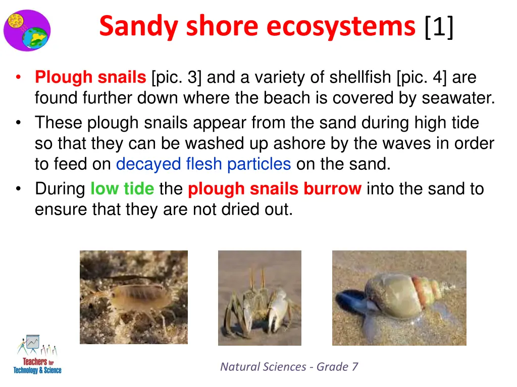 sandy shore ecosystems 1 1