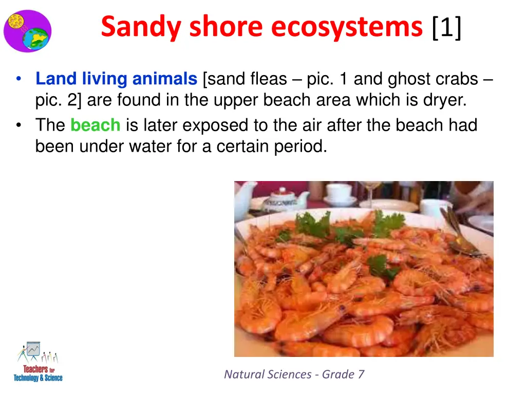 sandy shore ecosystems 1