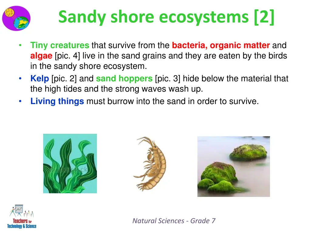 sandy shore ecosystems 2 1