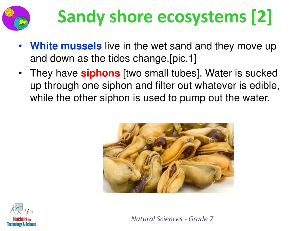 sandy shore ecosystems 2